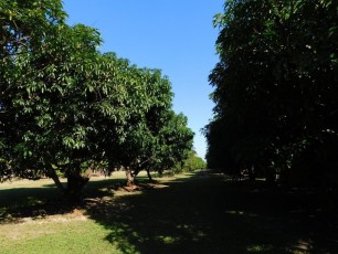 Manguiers au Fruit & Spice Park dans le Redland de Homestead (près de Miami en Floride)