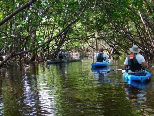 Rookery-Bay-Kayak-Naples-Floride-8341