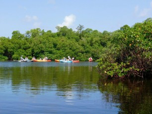 Rookery-Bay-Kayak-Naples-Floride-8381