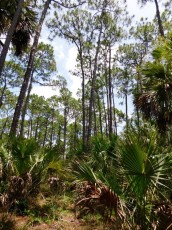 Rookery-Bay-Nature-Center-Naples-Floride-8476