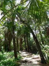 Rookery-Bay-Nature-Center-Naples-Floride-8478