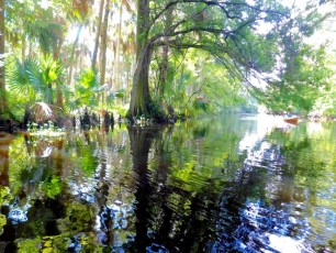 La Loxahatchee River, au niveau de Jupiter (Floride)