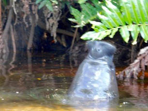 Nez de lamantin sortant de la Loxahatchee River (Floride)