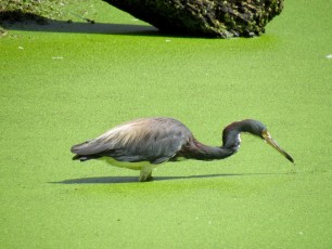Héron bleu aux Flamingo gardens de Davie en Floride