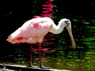 Spatule rosées aux Flamingo gardens de Davie en Floride