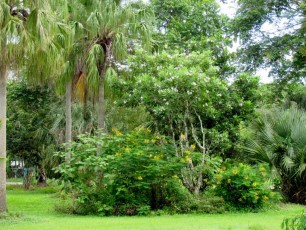 Flamingo-Gardens-Jardins-botaniques-Davie-Floride-1539