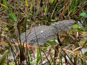 Alligator au Wakodahatchee Wetlands à Delray Beach