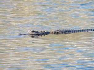 Alligator dans les Everglades au Loxahatchee National Wildlife Refuge à Boynton Beach en Floride