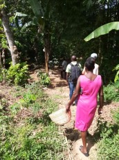 Cafe 509 cueillettes dans les plantations Haiti