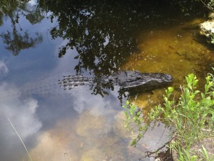 Alligators Everglades