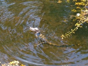 Alligators Everglades