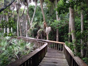 gumbo-limbo