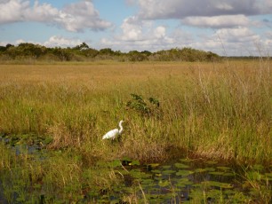 Paysage à Anhinga Trail (Flamingo -Everglades national Park)