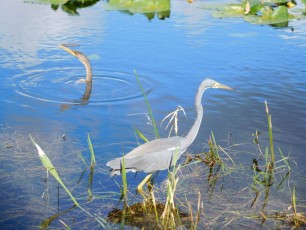 Oiseau à Anhinga Trail Royal Palm (Flamingo -Everglades national Park)