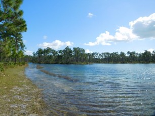 Lac et forêt de pins - Big Pine Key (Flamingo -Everglades national Park)