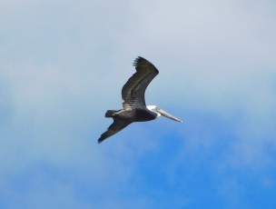 Oiseau dans la Florida Bay à Flamingo -Everglades national Park)