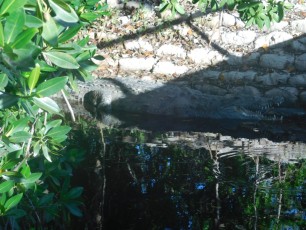 Crocodile à Flamingo -Everglades national Park)