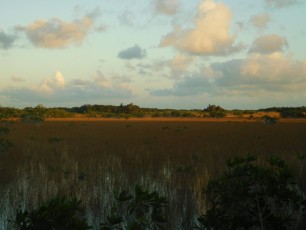 Près de Mahoganny Hammock - Flamingo - Everglades national Park)