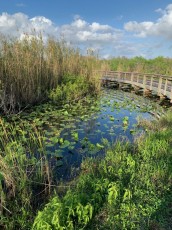 anhinga-Trail-Royal-Palm-Parc-National-des-Everglades-Floride-4165