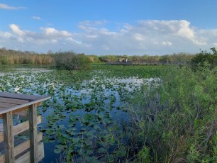 Paysage à Anhinga Trail (Everglades national Park)