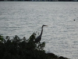 Oiseau à Haulover Beach - Miami Beach