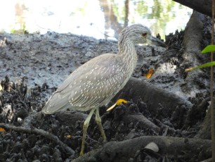 Oiseau dans la mangrove de Boynton Beach