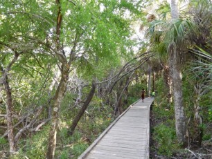 Mangrove près de la plage de Delnor-Wiggins Pass State Park à Naples Floride