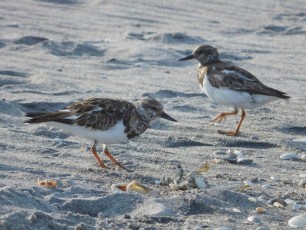 Oiseaux à Hobe Sound National Wildlife Refuge / Floride