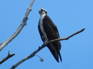 Aigle à Riverbend Park / Jupiter / Floride - oiseau