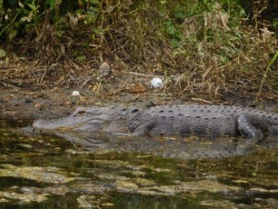 Alligator à Riverbend Park / Jupiter / Floride