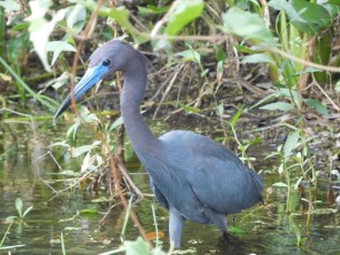 Héron Bleu à Riverbend Park / Jupiter / Floride oiseau