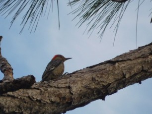 Red-bellied oiseau woodpecker au Refuge des Panthères, à Immokalee - Floride