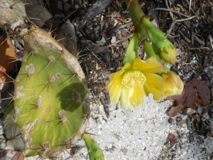 Fleur de cactus sur la plage de Delnor-Wiggins Pass State Park à Naples Floride