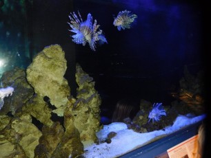 Poissons-lions en aquarium au Loggerhead Marine Life Center à Juno Beach / Floride