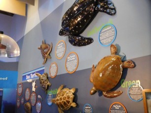 Loggerhead Marine Life Center à Juno Beach / Floride