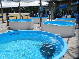 Tortues au Loggerhead Marine Life Center à Juno Beach / Floride