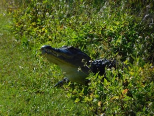 Alligator à Shark Valley / Parc National des Everglades