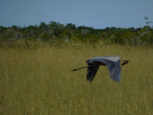Héron Bleu à Shark Valley / Parc National des Everglades