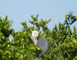 Héron Bleu à Shark Valley / Parc National des Everglades5