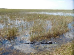 Alligator à Shark Valley / Parc National des Everglades