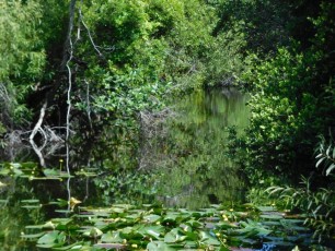 Shark Valley / Parc National des Everglades