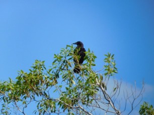 Oiseau à Shark Valley / Parc National des Everglades