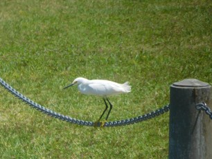 Oiseau à la Ca' dZan Mansion au Ringling Museum à Sarasota / Floride