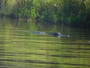 Alligator au Myakka River State Park / Sarasota / Floride