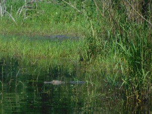 Alligator au Myakka River State Park / Sarasota / Floride