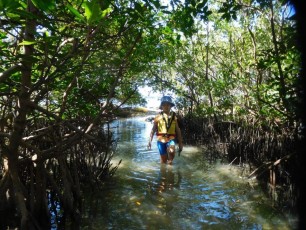 Mangrove à Sandspur Island / Miami Beach