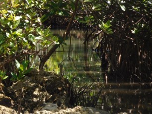 Mangrove à Sandspur Island / Miami Beach