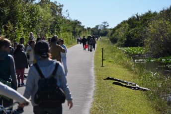 Shark Valley, un beau site des Everglades à visiter en tram ou à vélo !