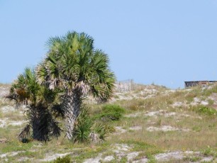 Dunes et plages d'Anastasia Island State Park (St Augustine)