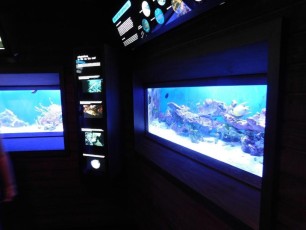 Aquarium du John Pennekamp Coral Reef State Park / Key Largo / Floride